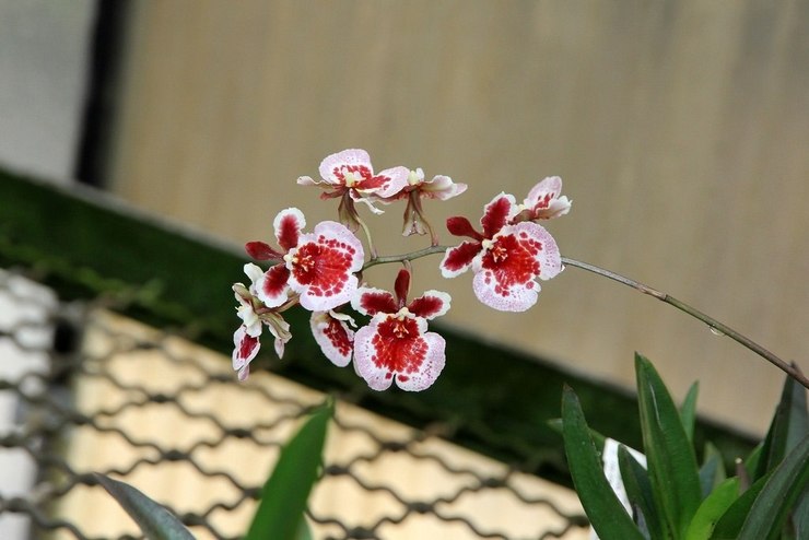 Orquídea Tolumnia