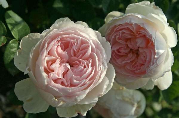 Engleska park ruža može se uvijati i prskati. Pupoljci su neobične ljepote s dvostrukim laticama i slatkim mirisom. Engleska ruža može ukrasiti apsolutno svako područje.