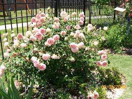 Jedna od popularnih sorti ove ruže je