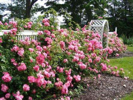 Les roses sont très largement utilisées dans le jardinage vertical d'une parcelle de jardin et la création d'une clôture vivante. Ils ont fière allure à la fois dans les groupes de fleurs et comme une seule plante. On pense que la rose est dotée de