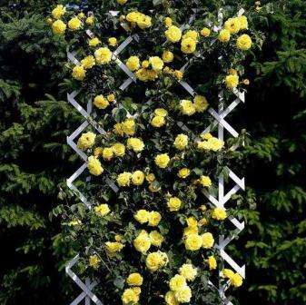 Si des formes d'arbustes sont utilisées pour constituer une haie de roses vivantes dans l'aménagement paysager, des roses de variétés grimpantes ou ressemblant à des lianes sont utilisées pour le jardinage vertical. Ils sont de deux types : à petites fleurs et à grandes fleurs