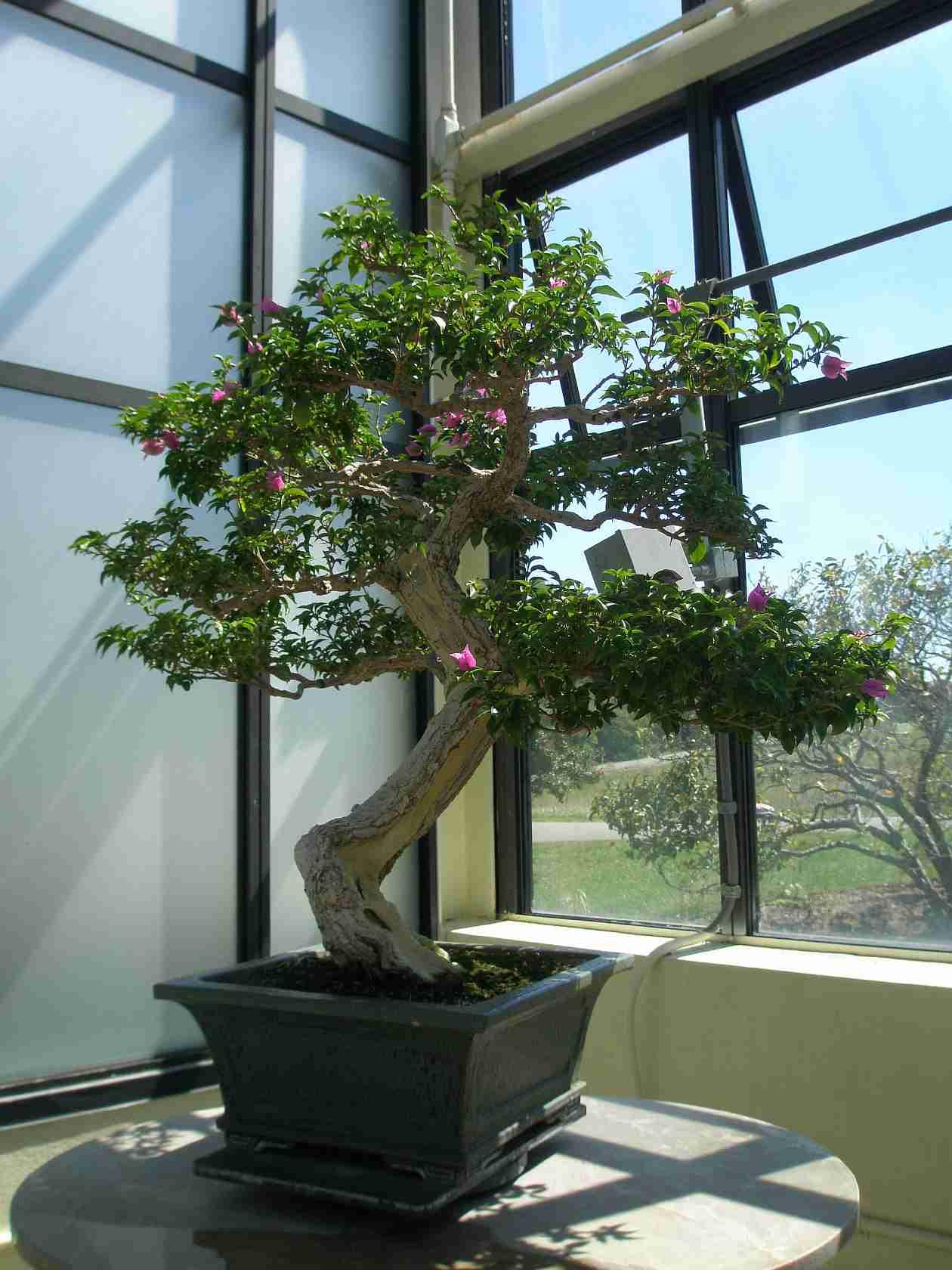 Na výrobu bonsai sa používa špeciálny jalovec alebo iný stabilizovaný materiál.