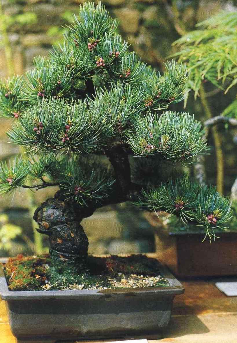 Yleensä bonsai valmistetaan pienellä kaltevuudella: tämäntyyppiset kasvit ovat kalleimpia