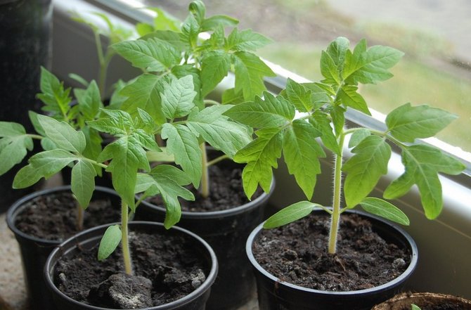 Préparer des graines de tomates pour planter des semis