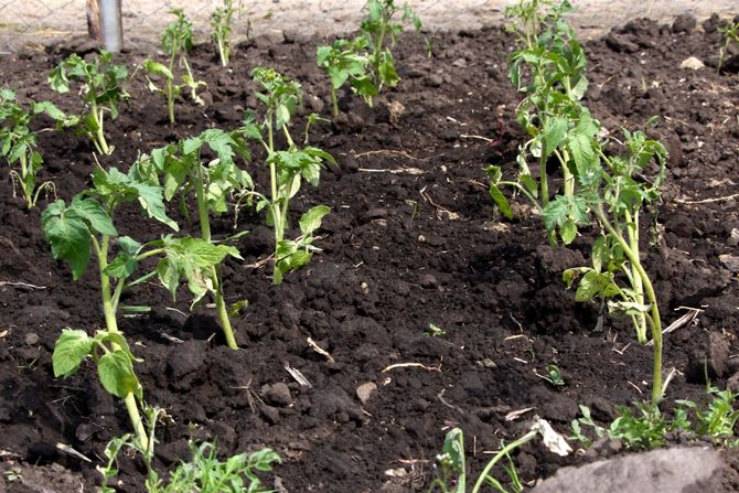 La première alimentation de tomates après la plantation du sol