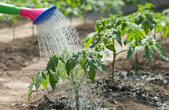 Innaffiare il giardino in mancanza d'acqua: metodo della rugiada artificiale