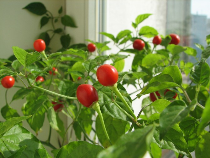 Tomates sur le rebord de la fenêtre. Comment faire pousser des tomates maison