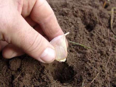 Piantare e curare l'aglio invernale, quando raccogliere, consigli utili