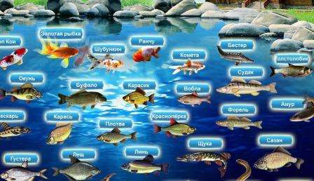 U ribnjaku možete kupiti odraslu ribu ili prženje linjaka, karasa, šarana, koi ribe. Posljednje dvije vrste nastanjene su u malim ribnjacima u estetske svrhe. Tenč, karaš, šaran
