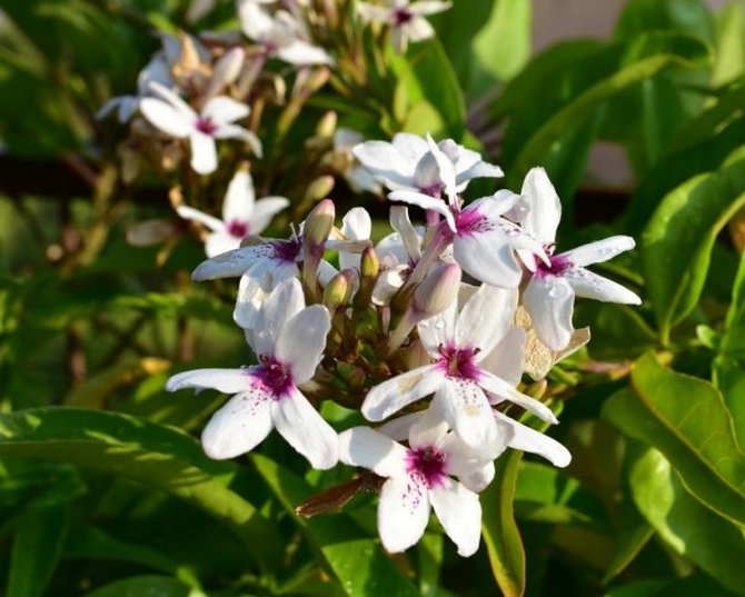 A flor de pseudorrântemo adora muita umidade no ambiente.