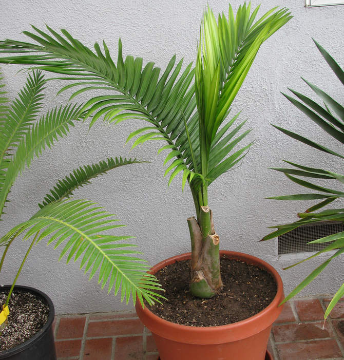 Briga za palmu kod kuće
