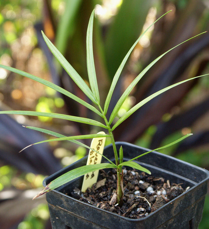Palma gavrana je biljka koja preferira visoku vlažnost