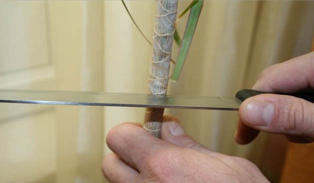 Tout d'abord, vous devez prendre un couteau, qui doit être préalablement traité avec de l'alcool et couper la plante à une hauteur de 6-7 cm à partir du début du tronc de la plante.