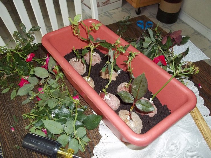 Plantando mudas de rosas em batatas