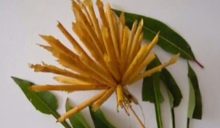 Recueillir les flagelles jaunes des feuilles dans une fleur