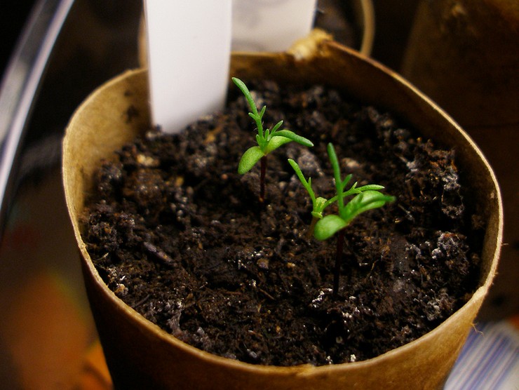 Uzgoj santolina iz sjemena