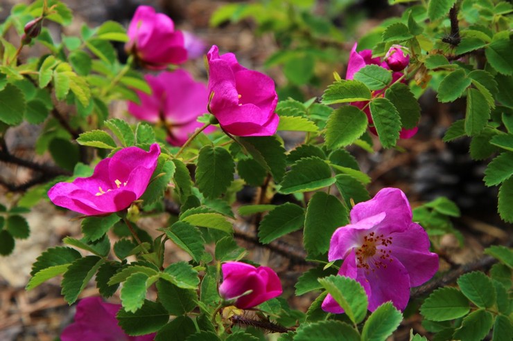 Rosa Mosqueta é uma rosa selvagem. Rosa Mosqueta cultural: descrição, espécies, variedades e híbridos modernos