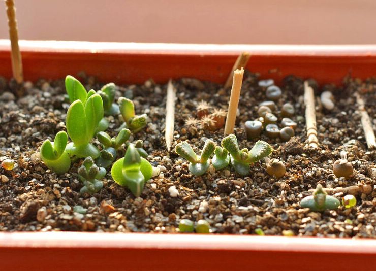 Uzgoj titanopsisa iz sjemena