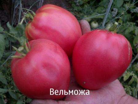 Les fruits de la tomate de variété 