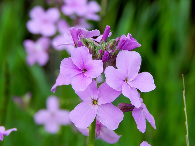 Fête de Matrona ou Violette nocturne (Hesperis). Grandir et soigner. Plantation et sélection