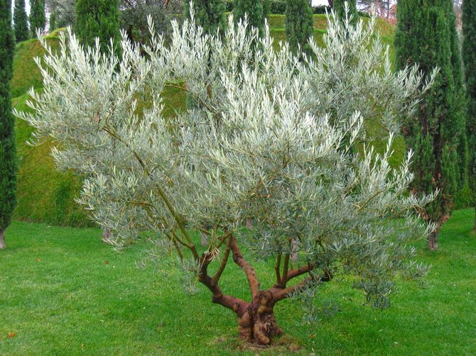 Comment faire pousser soi-même un olivier dans le jardin