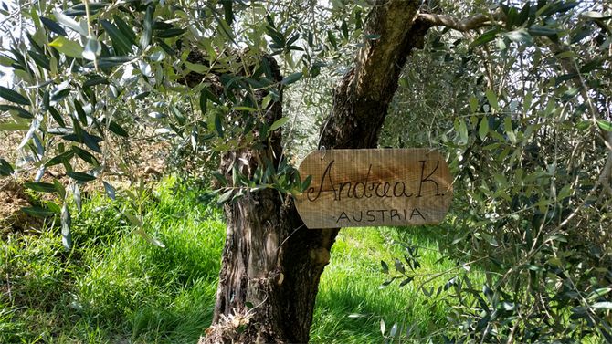 Le temps de croissance moyen d'une olive est d'environ cinq cents ans.