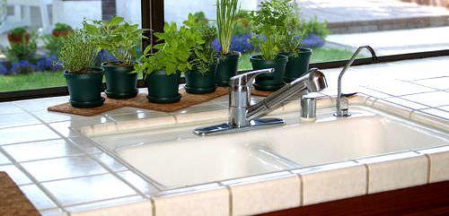 Plantele de apartament fac locuința confortabilă și hidratează bine aerul.