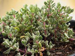 Oscularia è una pianta cespugliosa perenne. Le foglie sono grigio-verdi, piccole, carnose. La pianta tollera bene l'aria calda e secca e il sole splendente. L'irrigazione è moderata, il terreno dovrebbe asciugarsi tra un'annaffiatura e l'altra per un paio di sa
