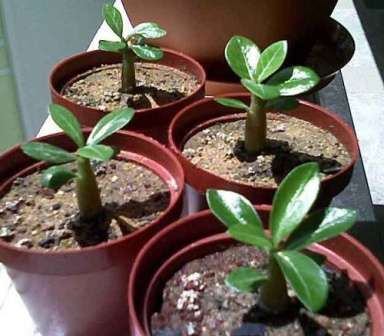 Adenium Ha un tronco simile ad un albero e molte piccole foglie. Ama il calore e l'umidità. Spruzzare le foglie della pianta una volta al giorno