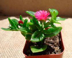 Aptenia Pianta piccola, talvolta rampicante, con foglie carnose arrotondate e piccoli fiori. Richiede obi