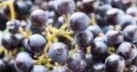 Vin fait maison à base de raisins Isabella. Recettes et vidéos