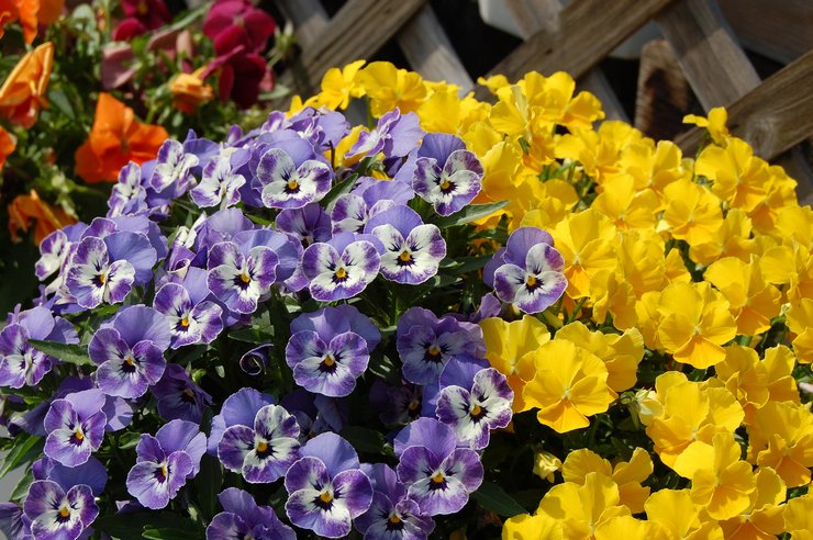 Karakteristike i opis cvijeta viole