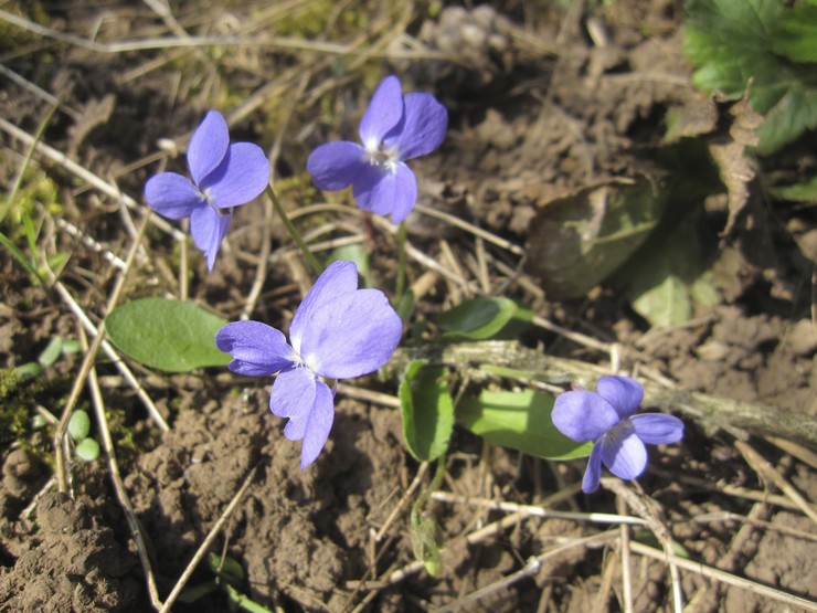 Sadnja viole na otvorenom tlu