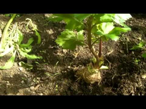 Giardino e orto: segreti e cure per coltivare il sedano rapa