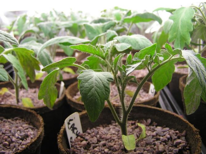 Piantine di pomodoro in crescita: semina, raccolta, irrigazione e alimentazione, indurimento
