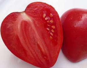 Em campo aberto, na maioria das vezes esses tomates eram pequenos e semelhantes aos comuns.