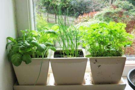 Como cultivar verduras em casa no peitoril de uma janela