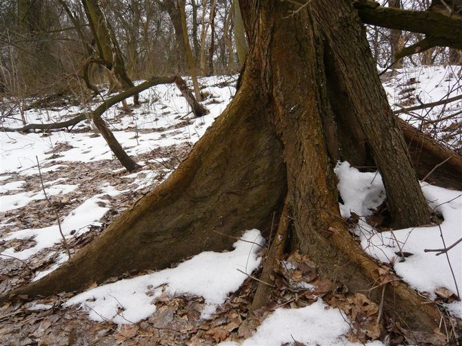 A medicina tradicional usa decocções da casca desta árvore para tratar