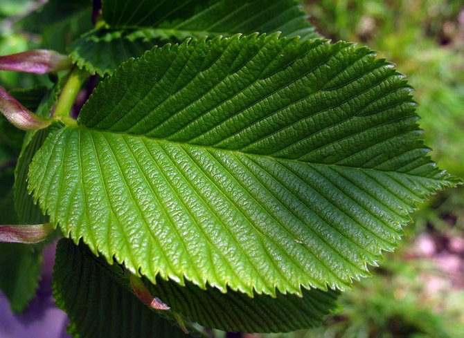 List može biti dug do 15 cm, duguljast, proširen, sa rubovima na rubovima