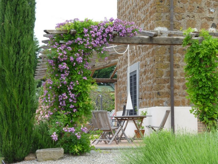 Piante rampicanti per giardino e cottage: i migliori fiori perenni e annuali