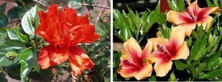 L'hibiscus, ou rose de Chine, est une plante qui aime beaucoup la lumière et la chaleur. C'est un arbuste qui peut atteindre une hauteur de 3 m et un diamètre de 1,5 m. Il a de belles feuilles vert foncé. Il fleurit abondamment, avec suffisamment de lumière et de fertilisation, avec de grandes fleurs, rose, rose foncé, rouge, abricot. A une forme éponge.